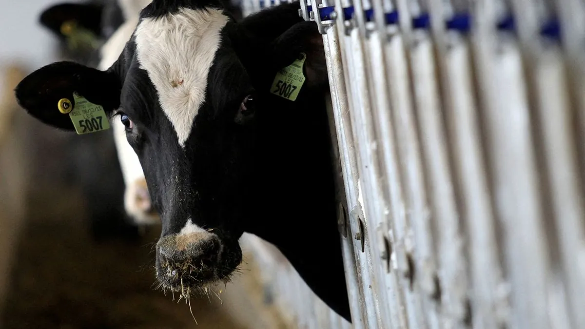 Vacas leiteiras em Ashland, Ohio
 12/12/2014    REUTERS/Aaron Josefczyk